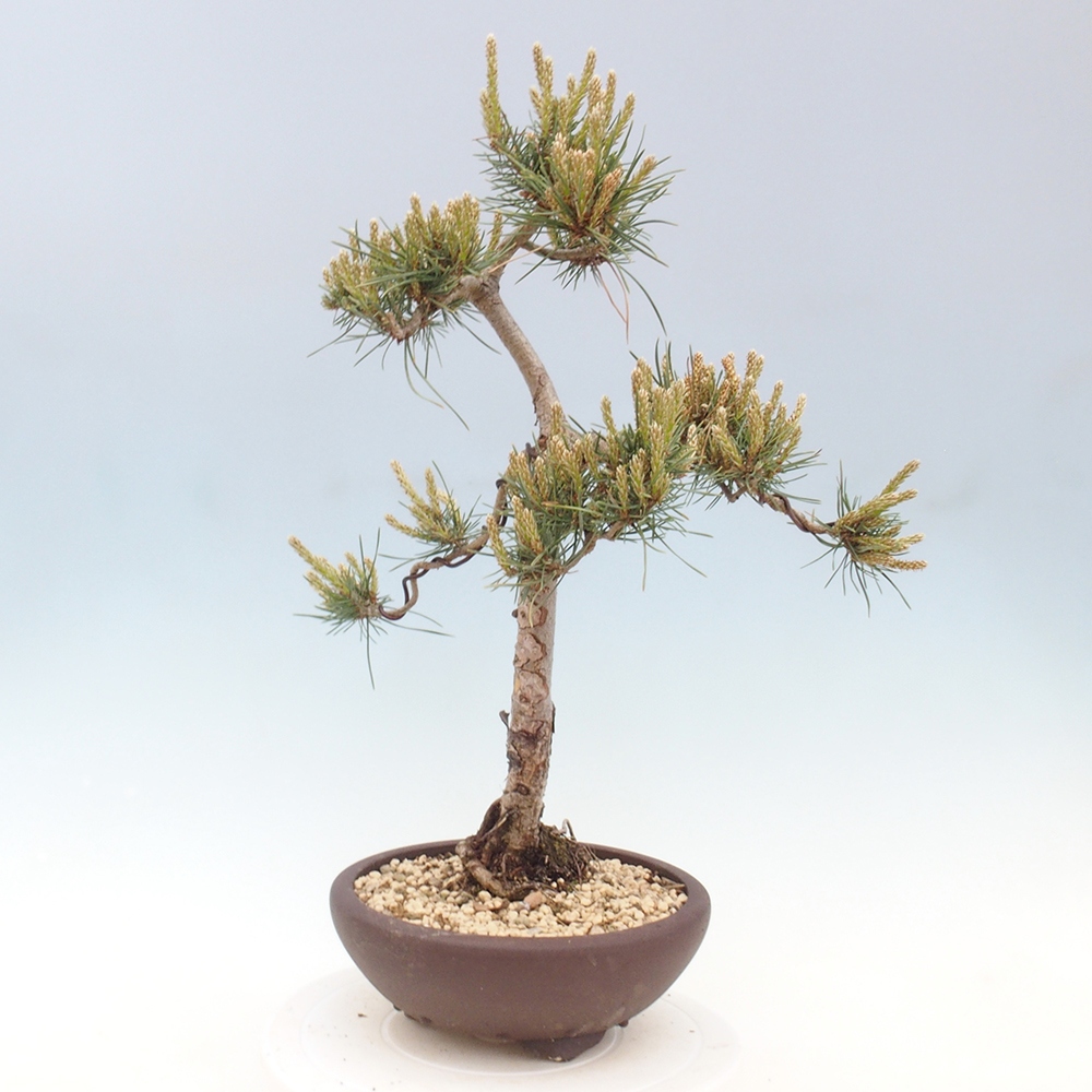Venkovní bonsai - Pinus Sylvestris Watererri - Borovice lesní