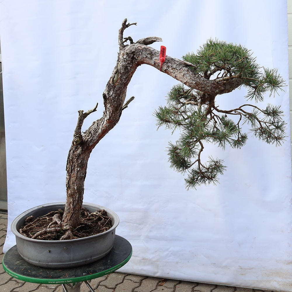 Pinus sylvestris Španělsko - borovice lesní