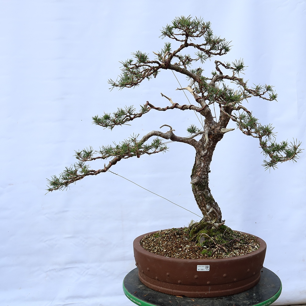Pinus sylvestris Španělsko - borovice lesní