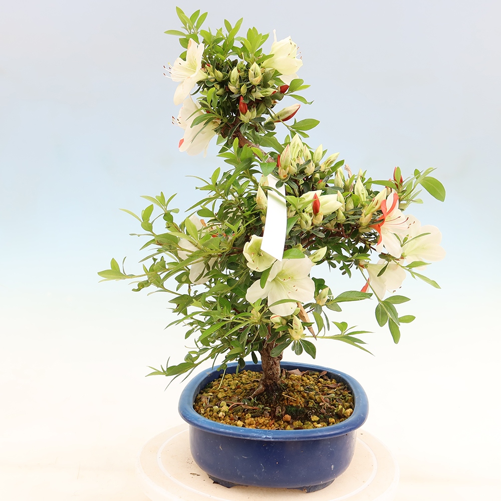Venkovní bonsai - Japonská azalka - Azalea Asahi-no-izumi