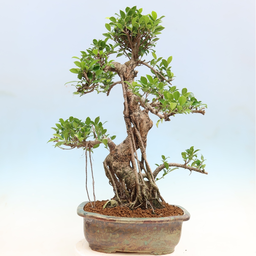 Pokojová bonsai - Ficus kimmen -  malolistý fíkus