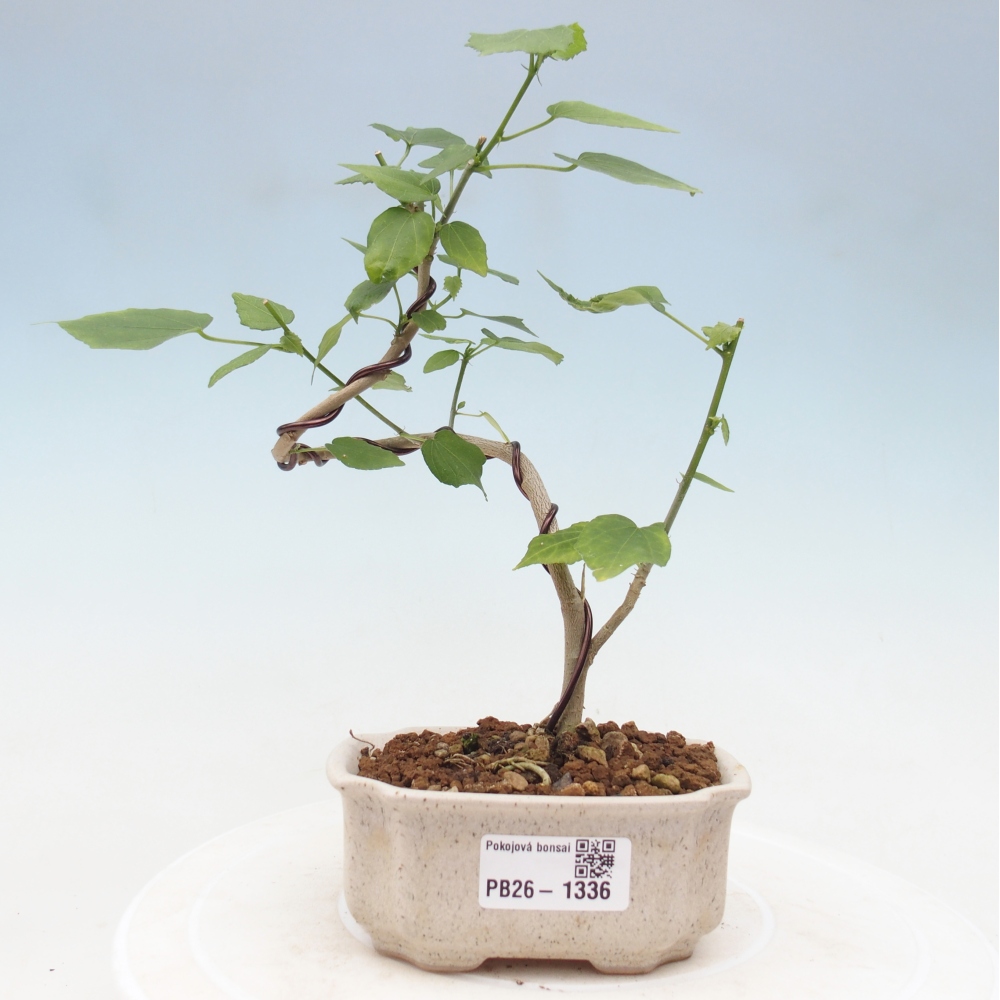 Pokojová bonsai - Malvaviscus arboreus - ibiškovec dřevnatý
