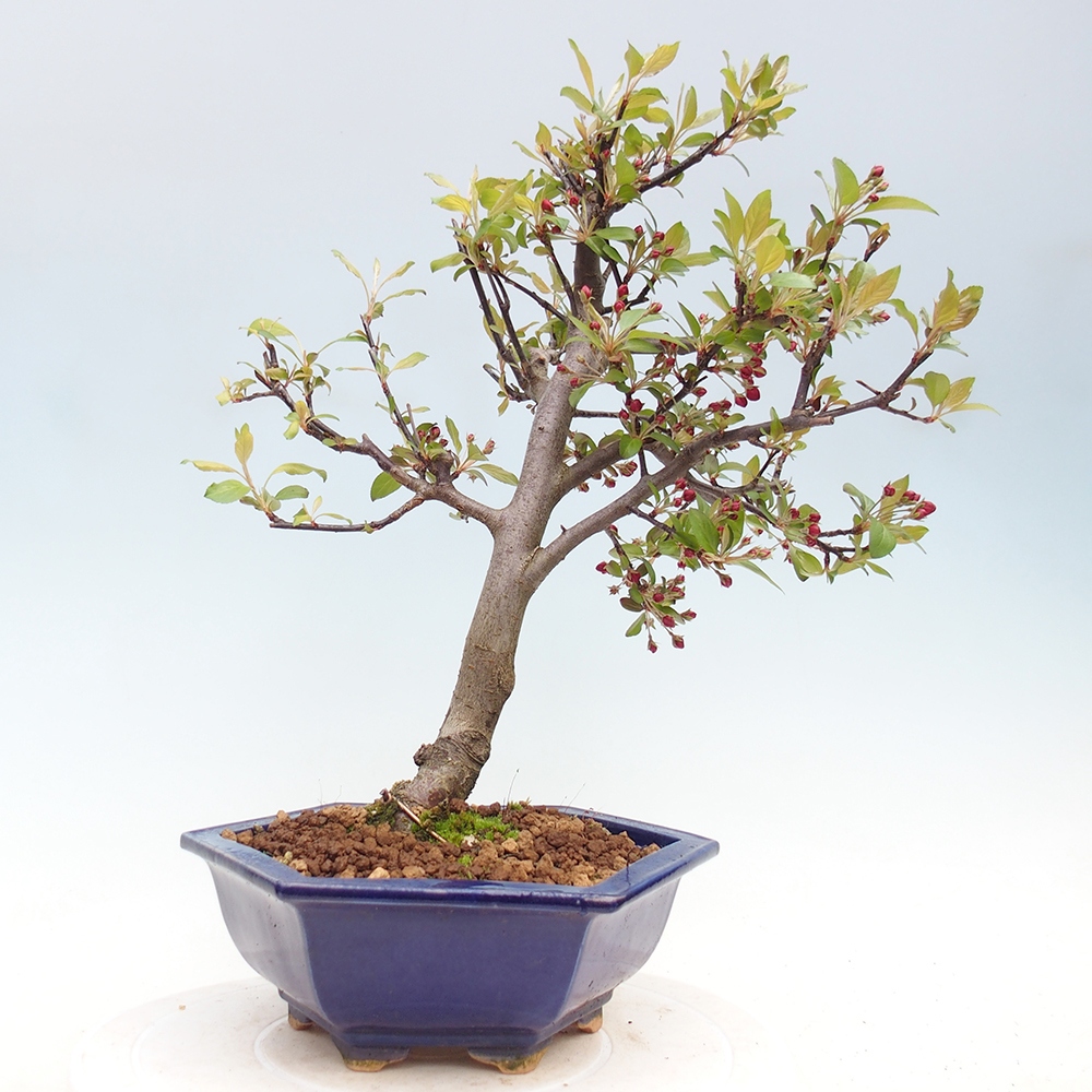 Venkovní bonsai -Malus domestica - Maloplodá jabloň červenolistá