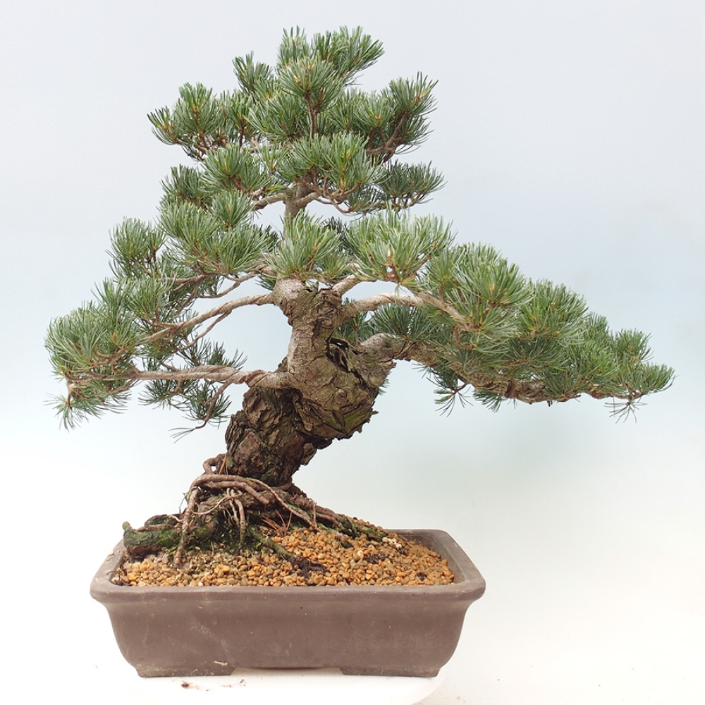 Venkovní bonsai - Pinus parviflora - Borovice drobnokvětá