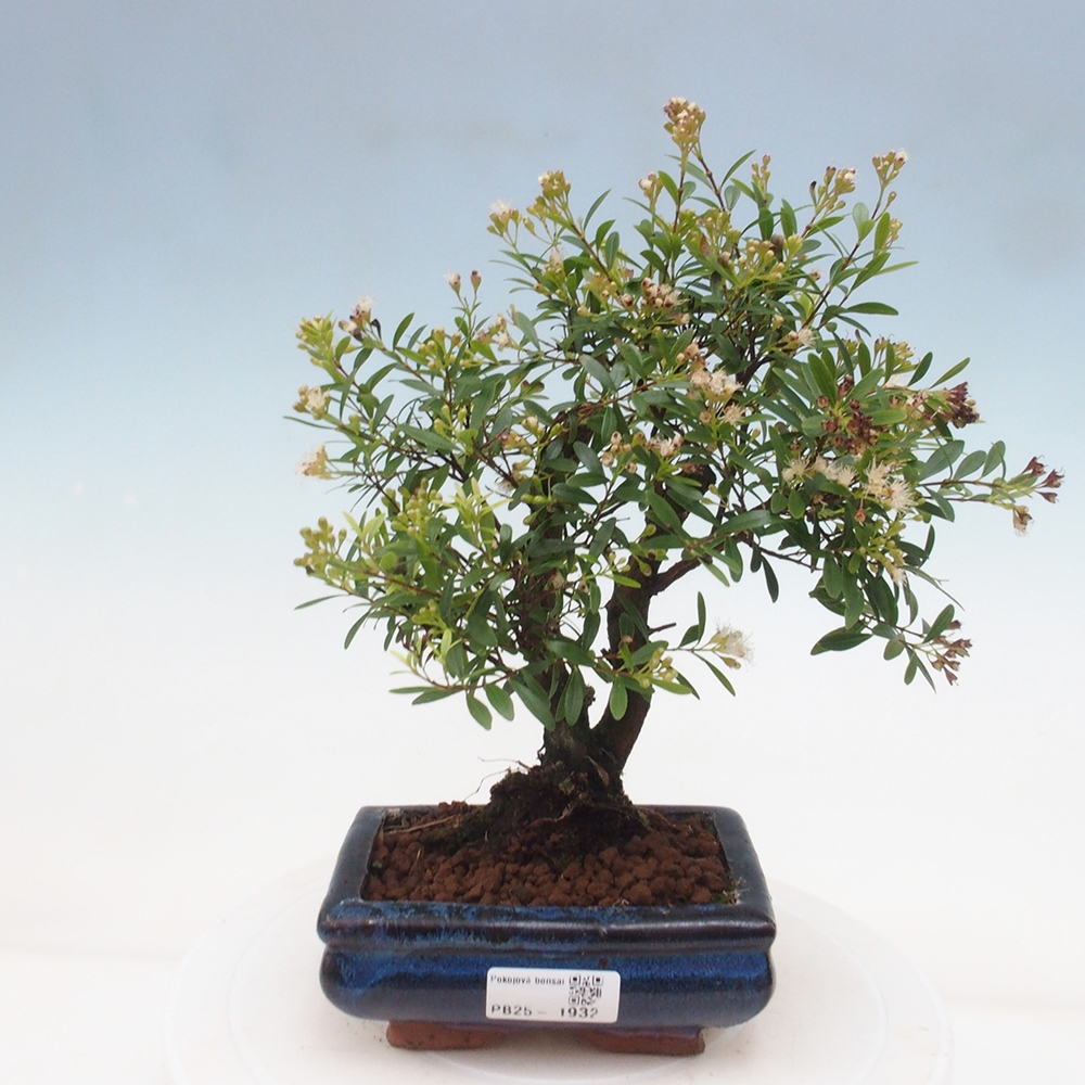 Pokojová bonsai - Syzygium - Pimentovník