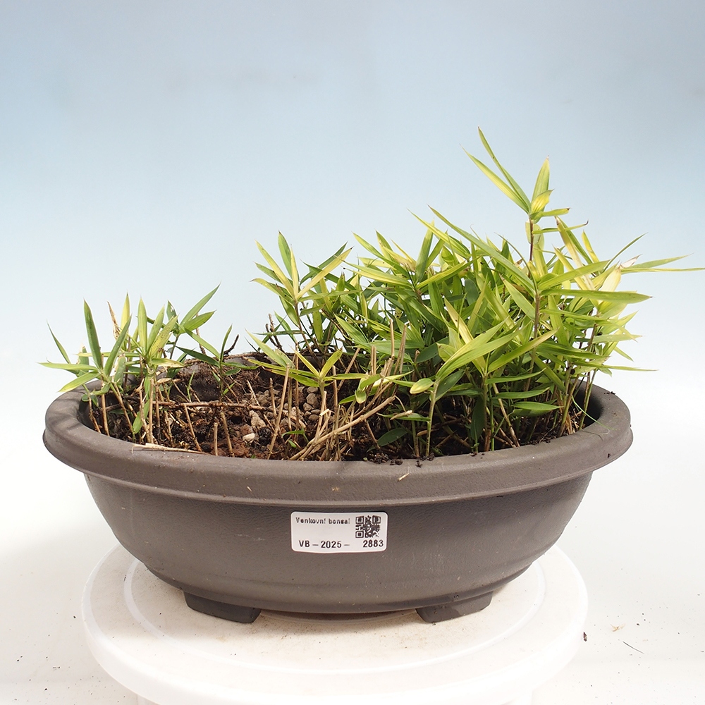 Venkovní bonsai - Pleioblastus argenteostriatus f.pumilus - Bambus zakrslý 