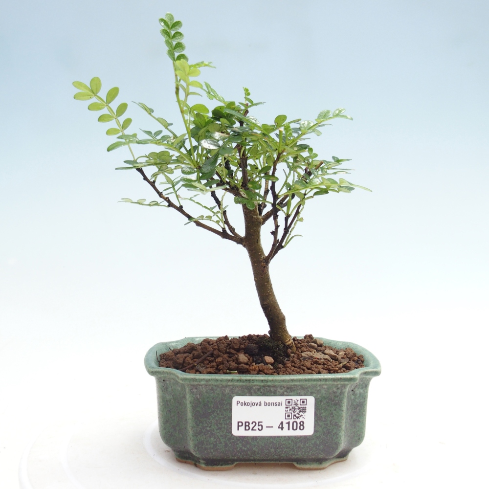 Pokojová bonsai - Zantoxylum piperitum - Pepřovník 