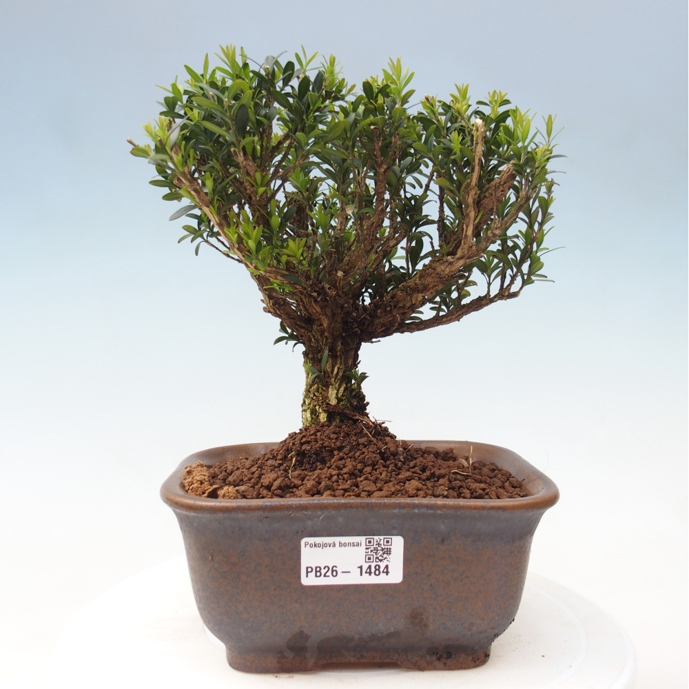 Pokojová bonsai - Buxus harlandii - korkový buxus