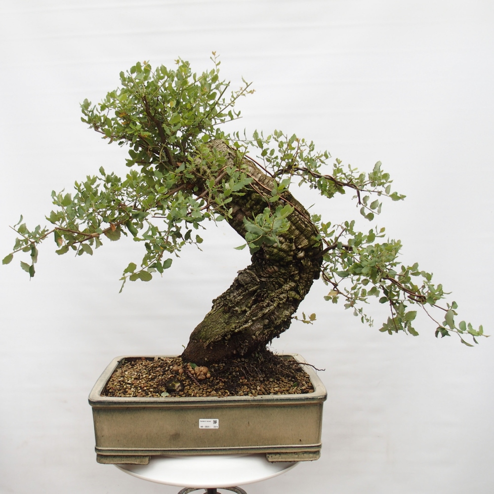 venkovní bonsai Quercus suber - Korkový dub