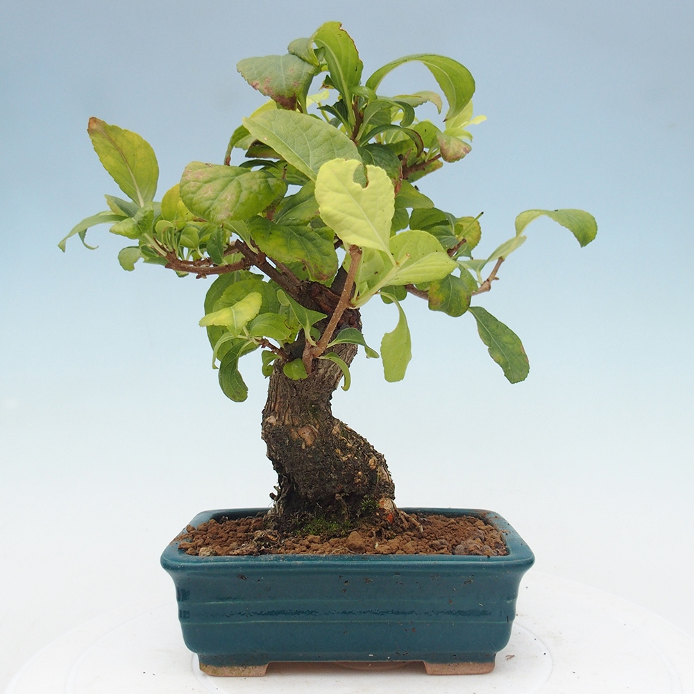 Venkovní bonsai - Celastrus  orbiculatus - Jesenec okrouhlolistý
