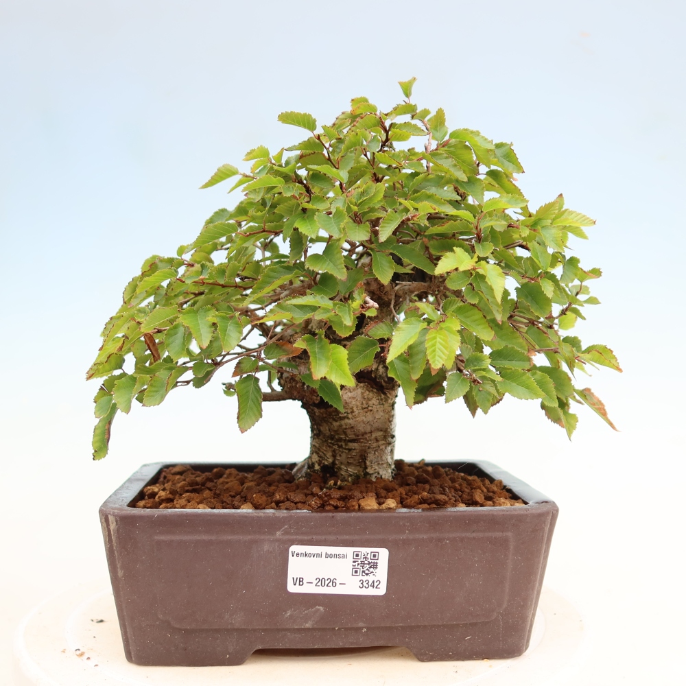 Venkovní bonsai -Carpinus Coreana - Habr korejský