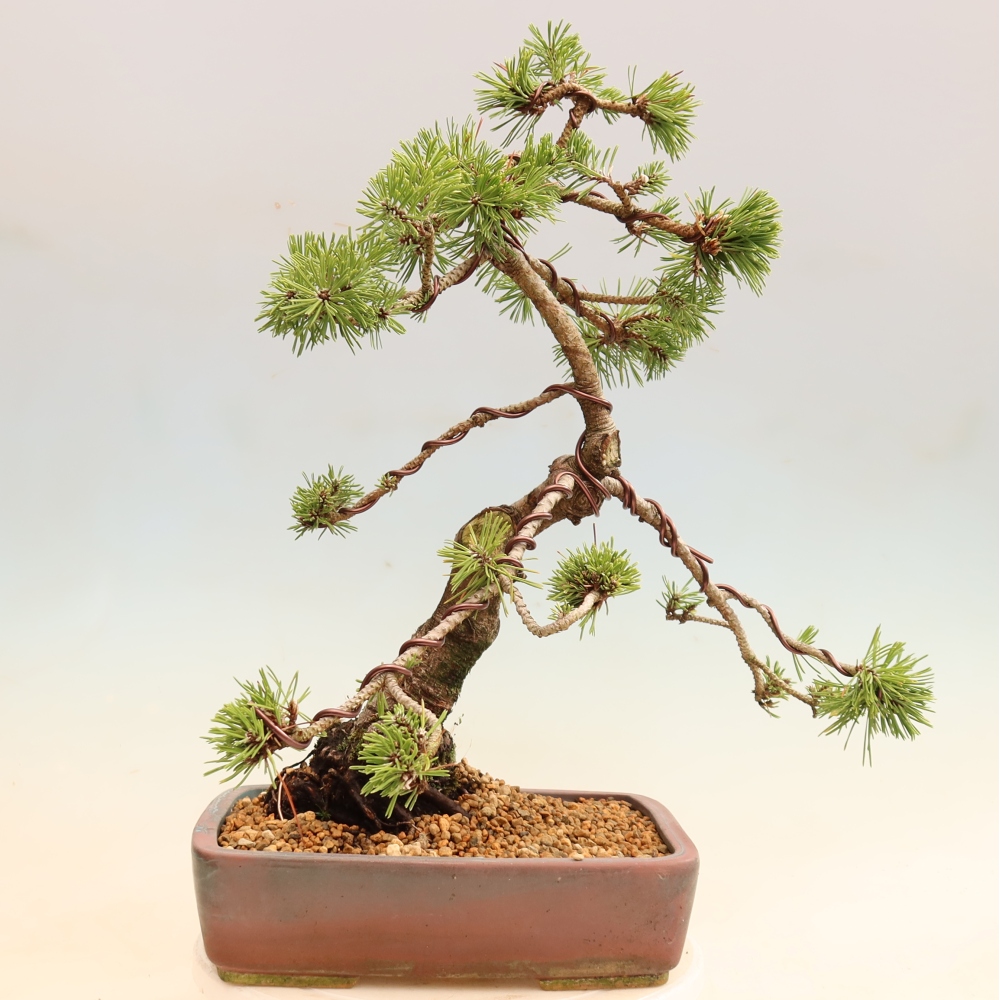 Venkovní bonsai - Pinus mugo Humpy  - Borovice kleč