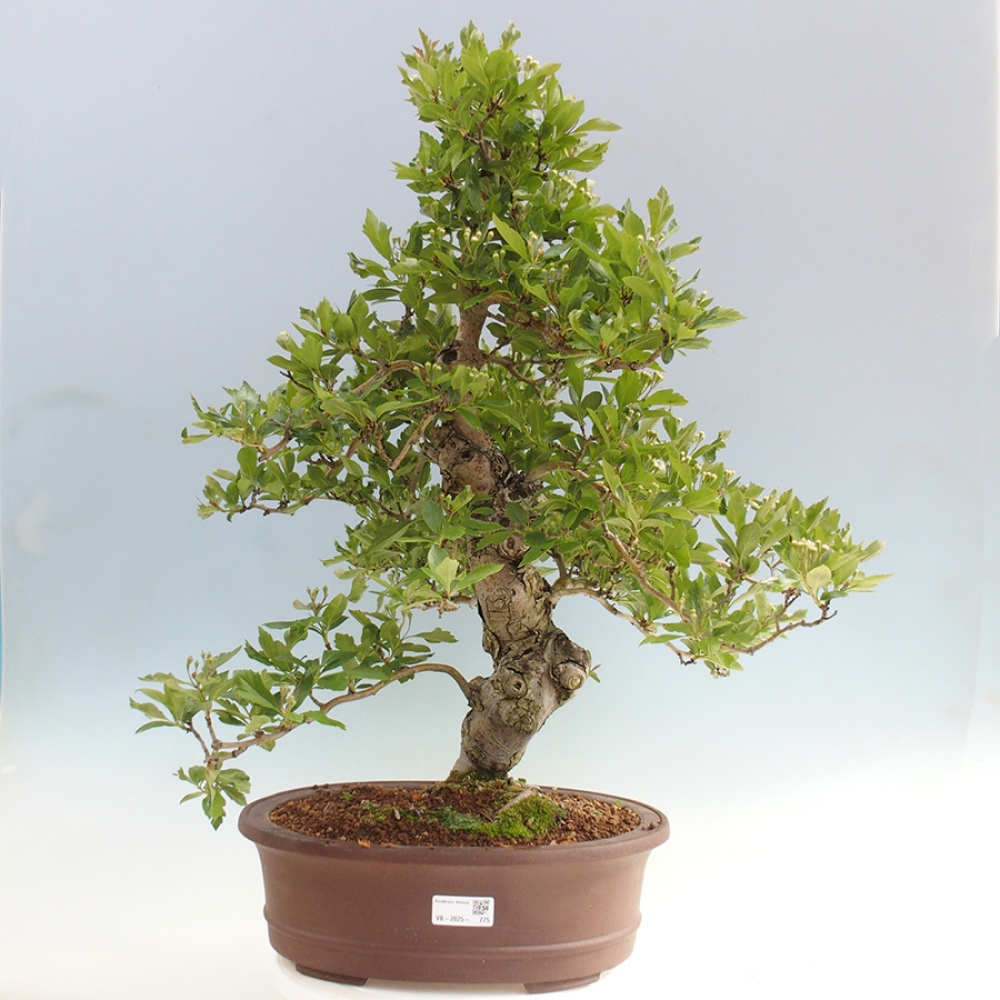 Venkovní bonsai - Hloh klínovitý - Crataegus cuneata
