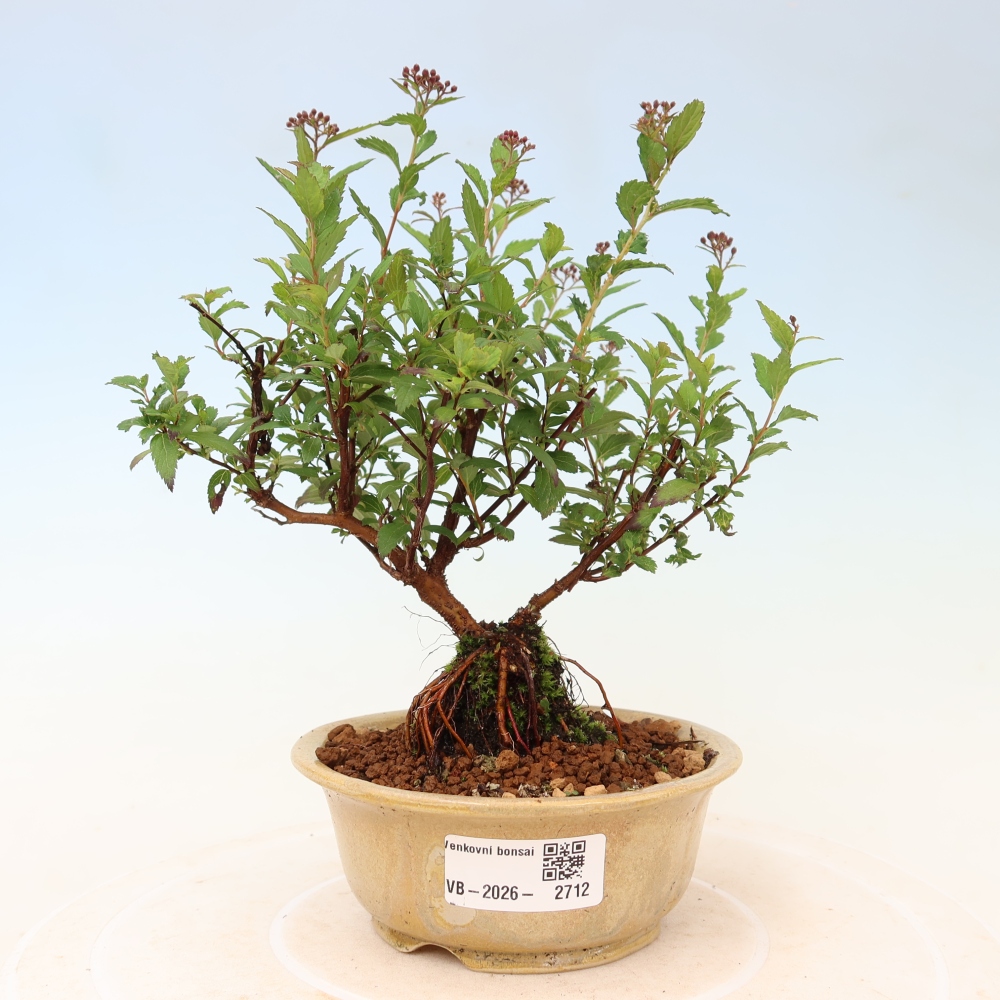 Venkovní bonsai - tavolník japonský - Spirea japonica Anthony Waterer