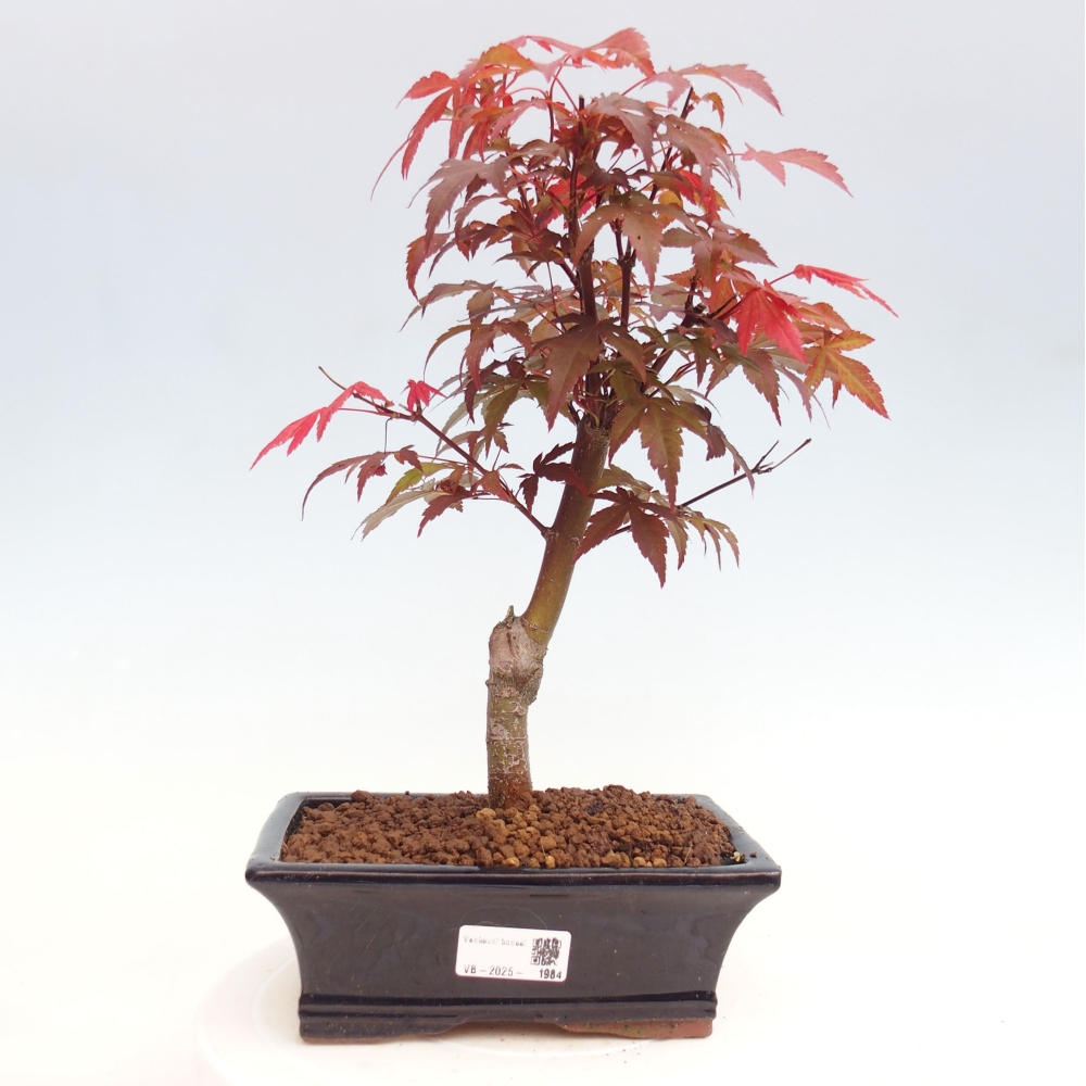 Venkovní bonsai - Acer palm. Atropurpureum-Javor dlanitolistý
