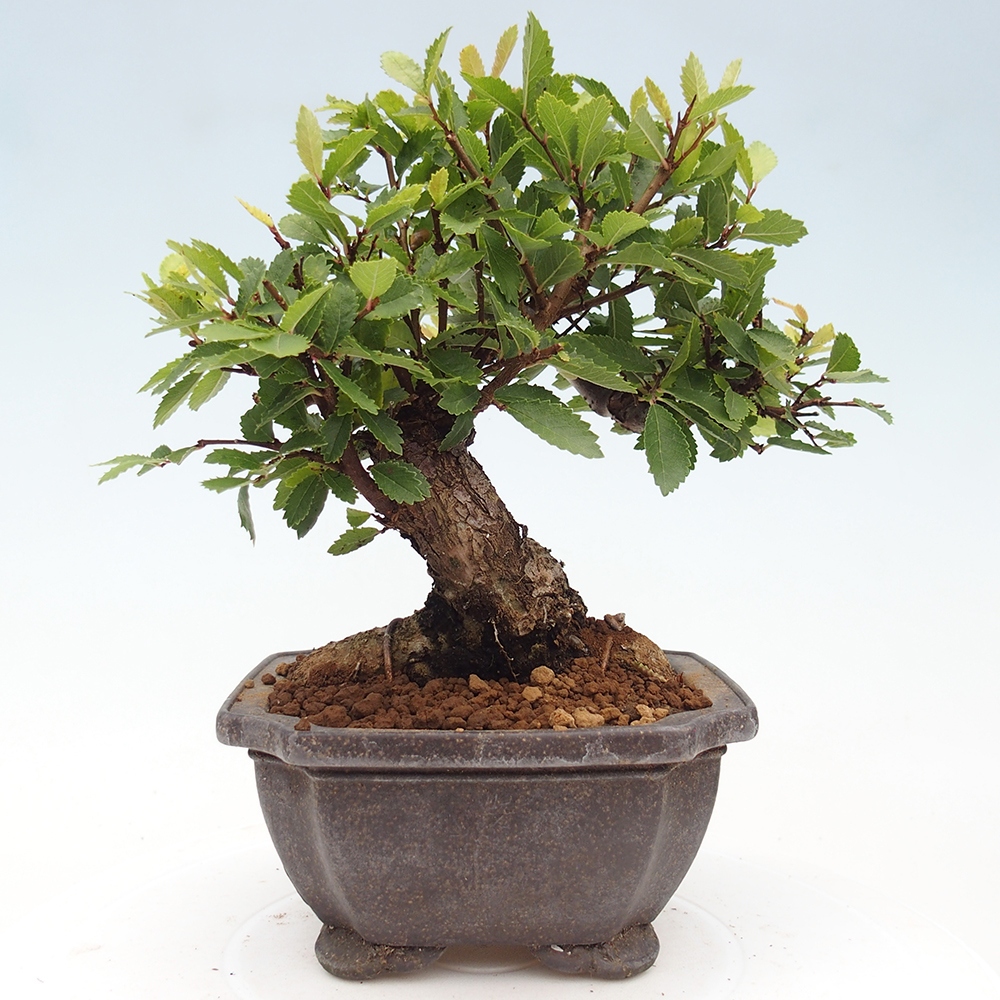 Venkovní bonsai - Zelkova - Zelkova NIRE