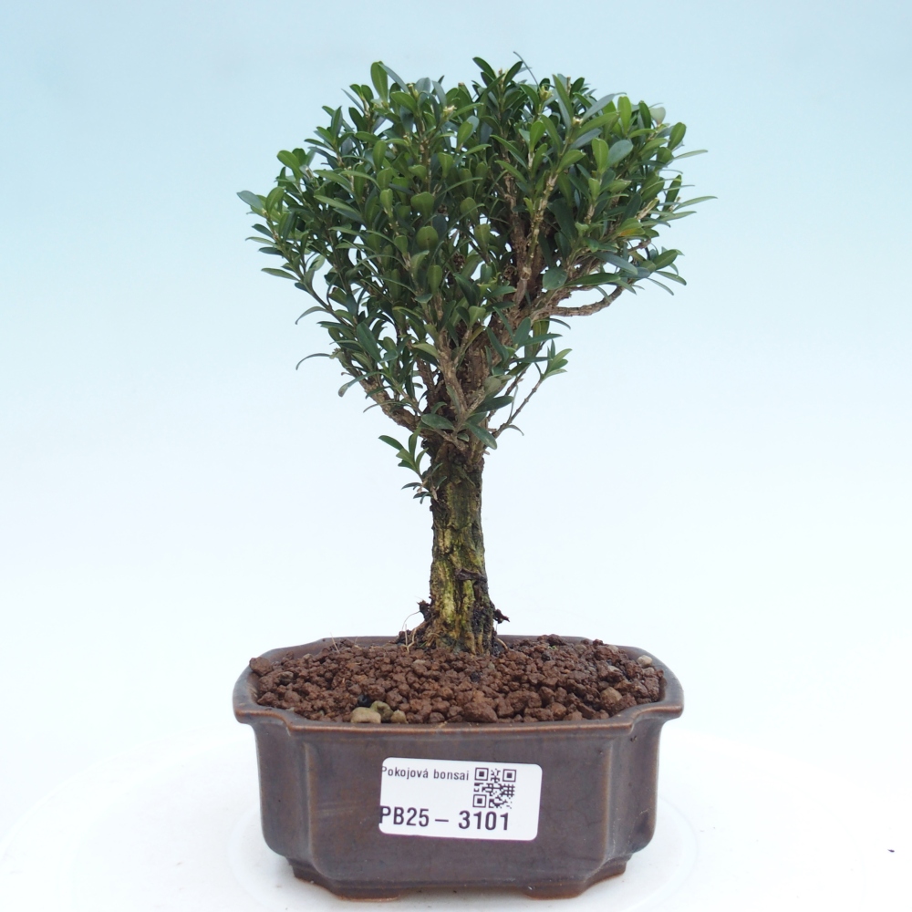 Pokojová bonsai - Buxus harlandii -korkový buxus