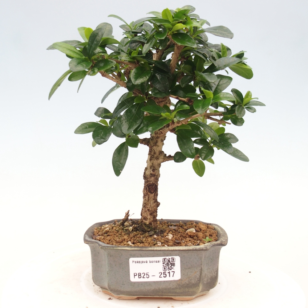 Pokojová bonsai - Carmona macrophylla - Čaj fuki