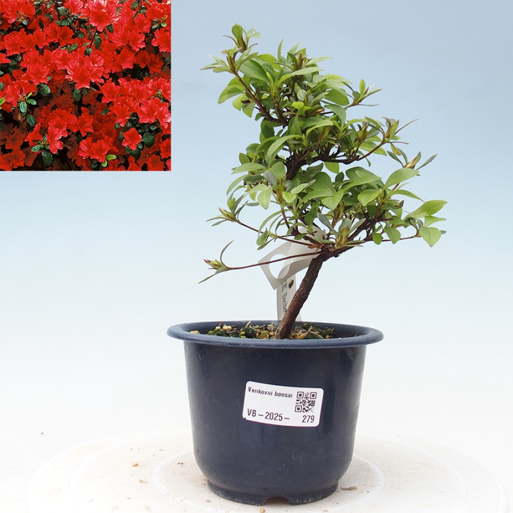 Venkovní bonsai - Japonská azalka - Azalea Benibeni