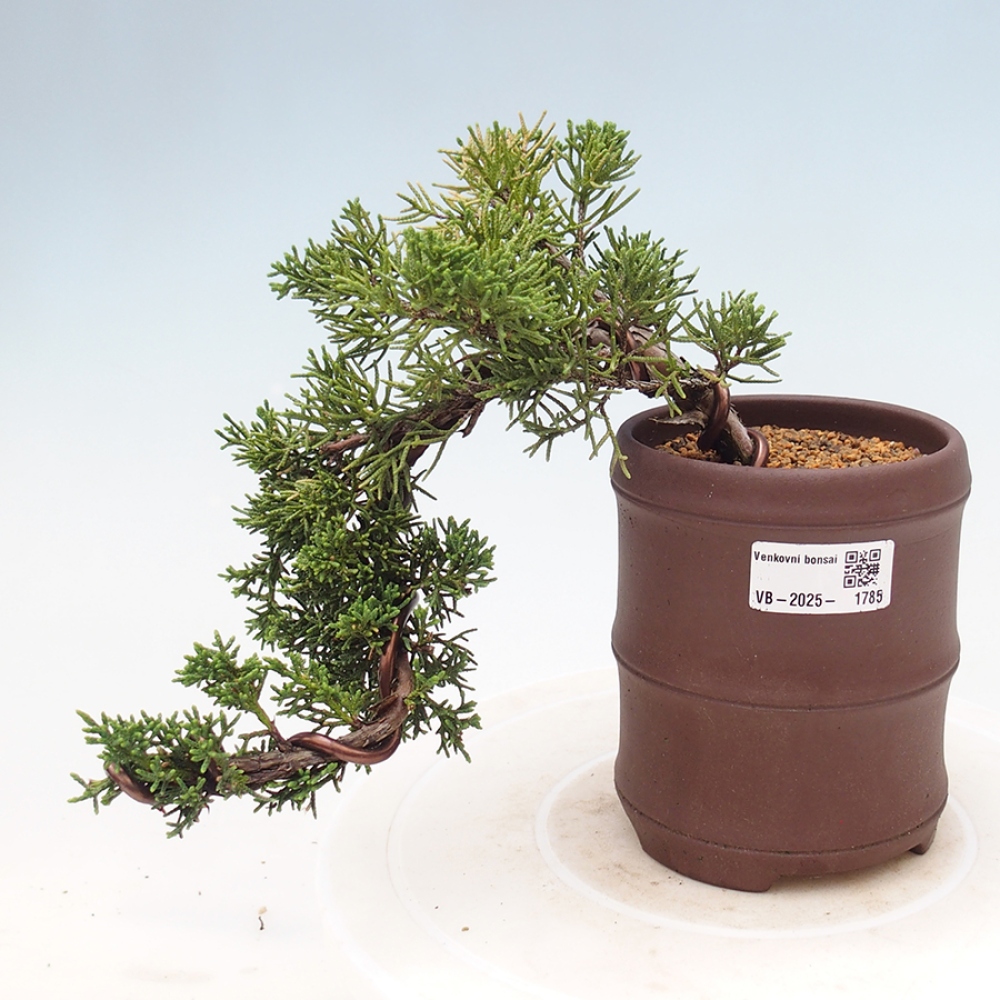 Venkovní bonsai - Juniperus chinensis Kishu -Jalovec čínský