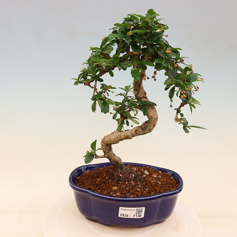 Pokojová bonsai - Carmona macrophylla - Čaj fuki