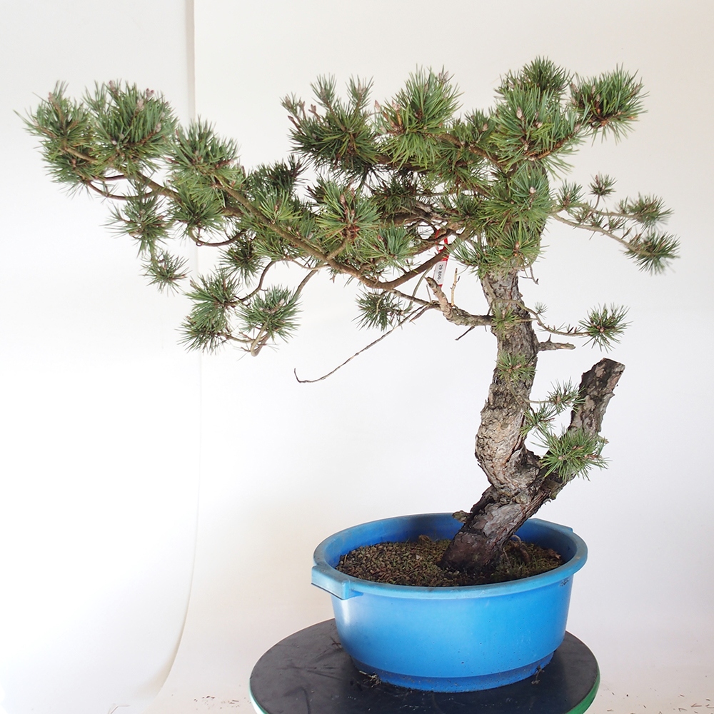 Yamadori - Pinus sylvestris Španělsko