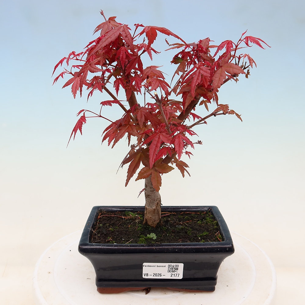 Venkovní bonsai - Javor dlanitolistý - Acer palmatum DESHOJO