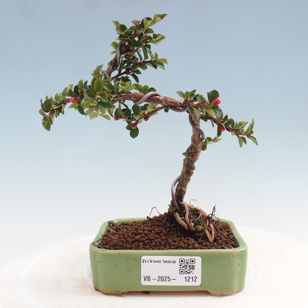 Venkovní bonsai - Cotoneaster horizontalis - Skalník