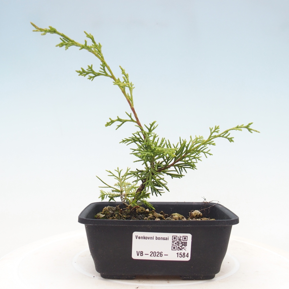 Venkovní bonsai - Juniperus chinensis Itoigawa -Jalovec čínský