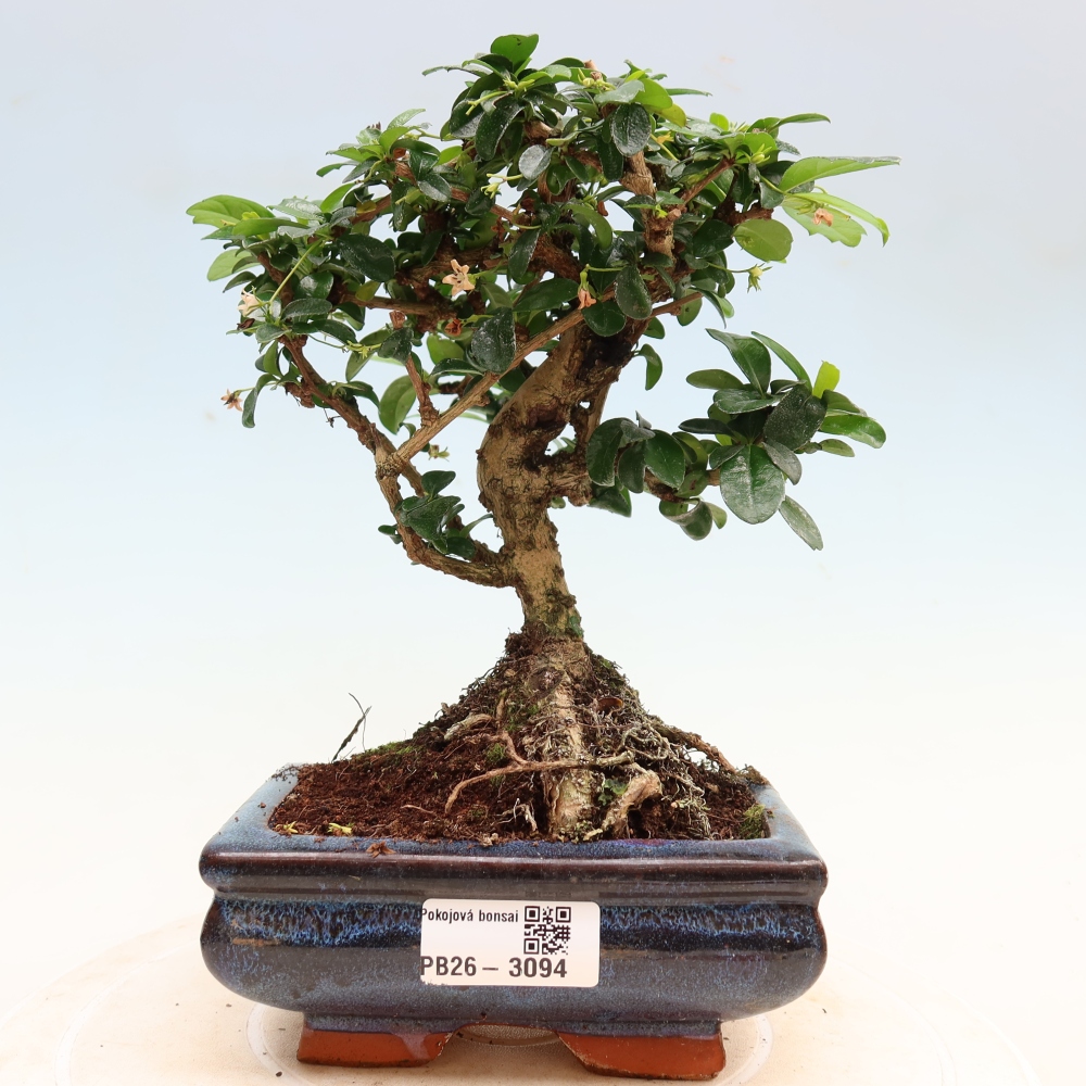 Pokojová bonsai - Carmona macrophylla - Čaj fuki