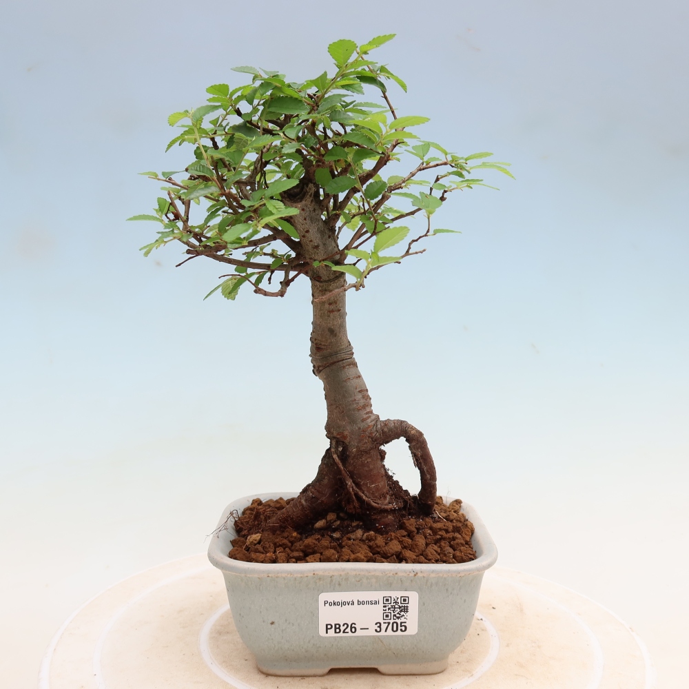 Pokojová bonsai - Ulmus parvifolia - Malolistý jilm