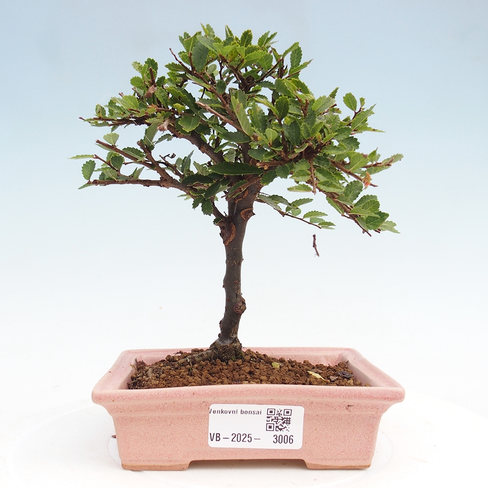 Venkovní bonsai - Ulmus parvifolia Sagei - Malolistý jilm