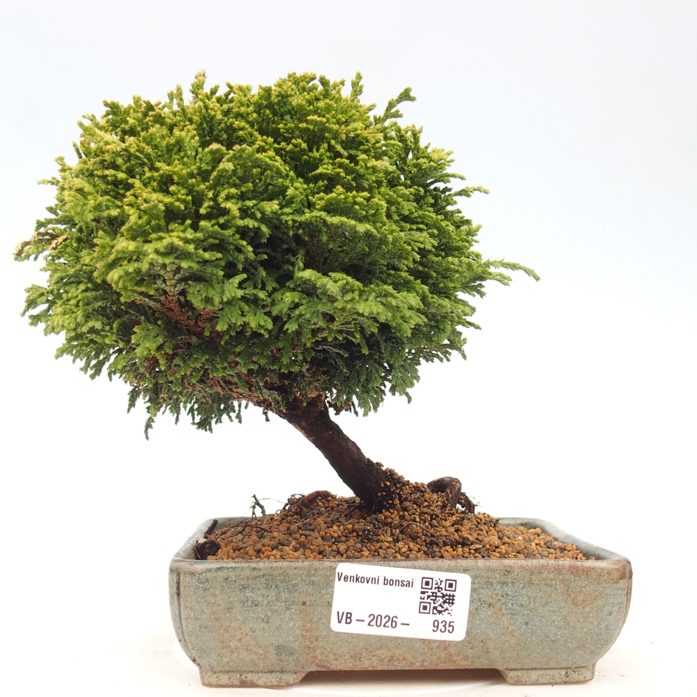 Venkovní bonsai - Cham.pis Parslori - Cypřišek