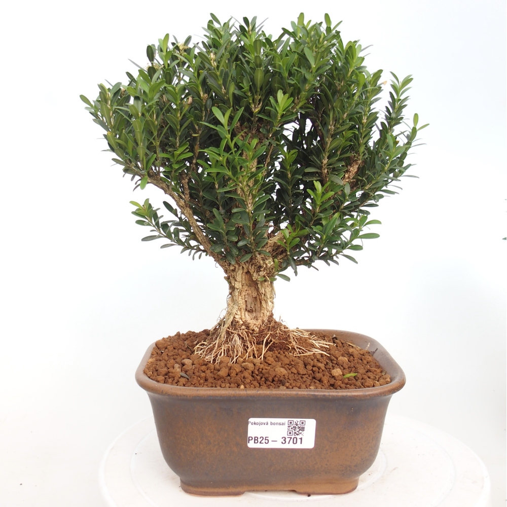 Pokojová bonsai - Buxus harlandii - korkový buxus