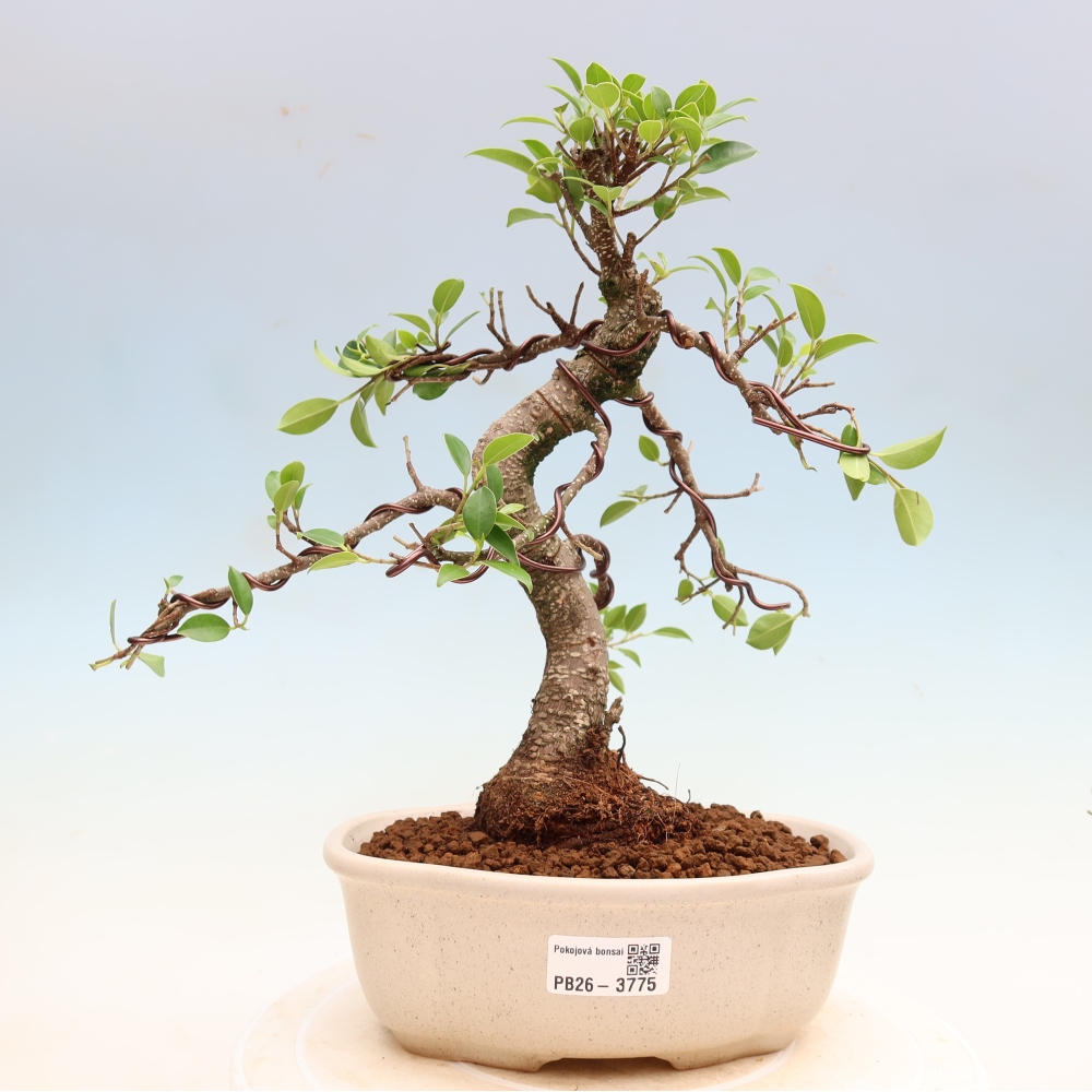 Pokojová bonsai - Ficus kimmen -  malolistý fíkus