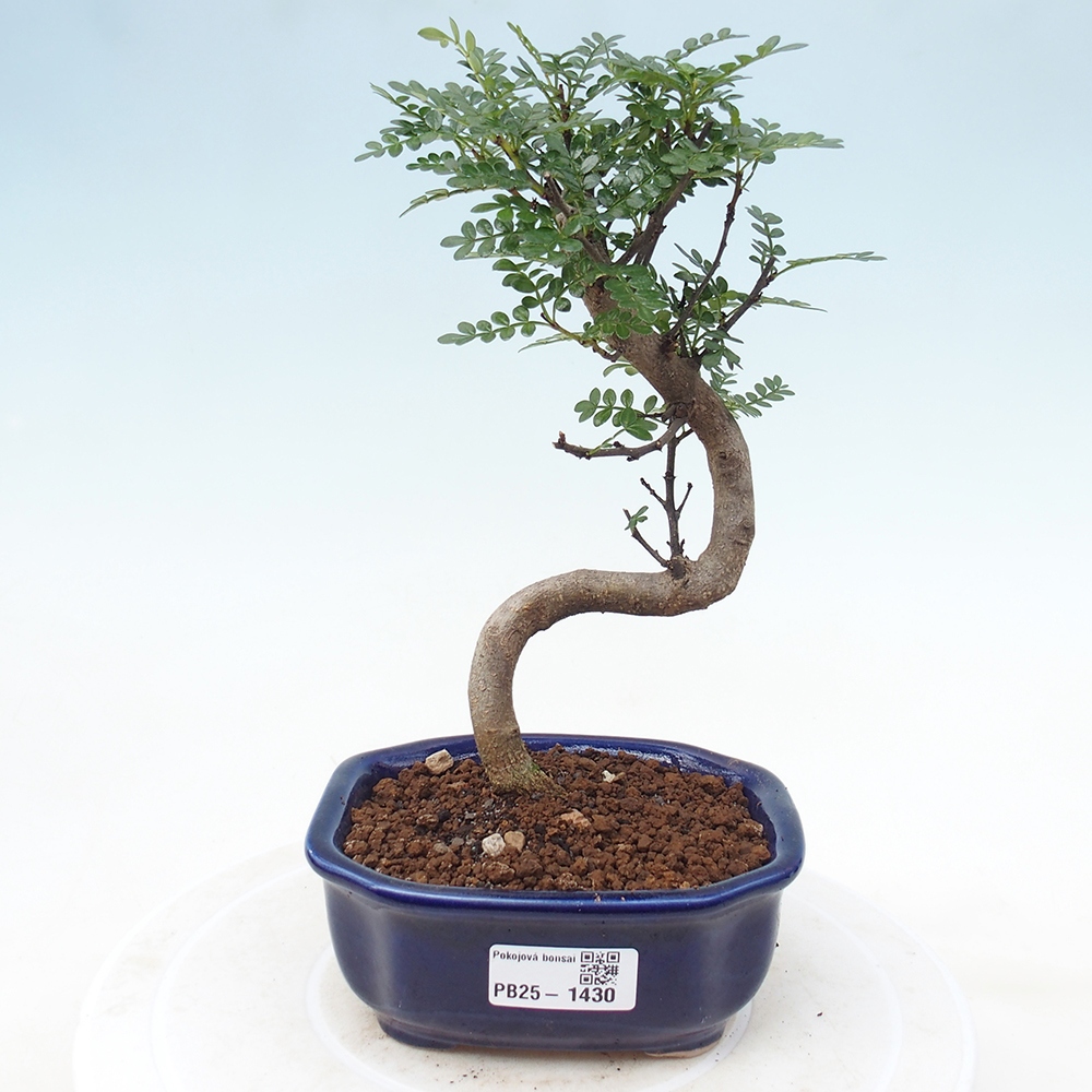 Pokojová bonsai - Zantoxylum piperitum - pepřovník