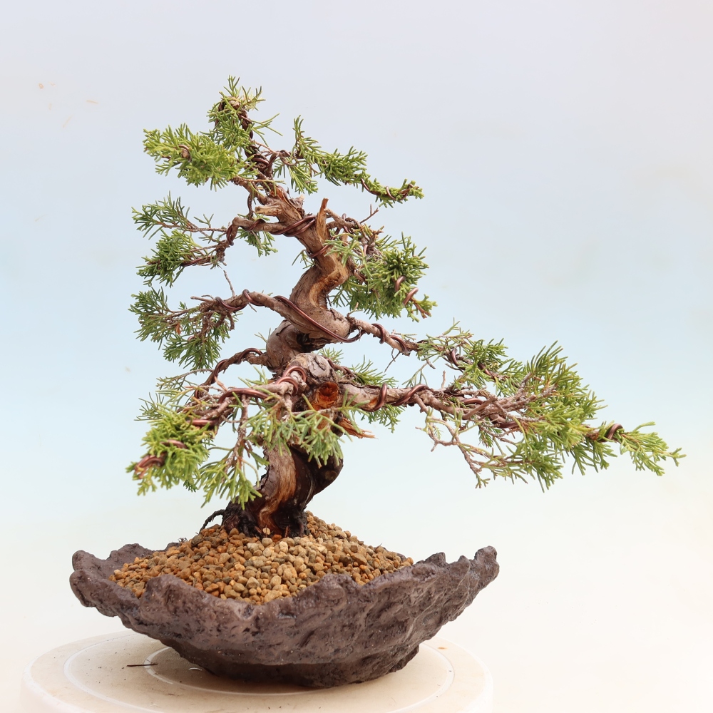 Venkovní bonsai - Juniperus chinensis Itoigawa-Jalovec čínský