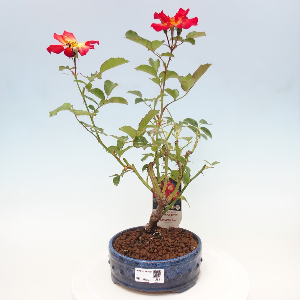 Venkovní bonsai - Rosa Kordes -  růže