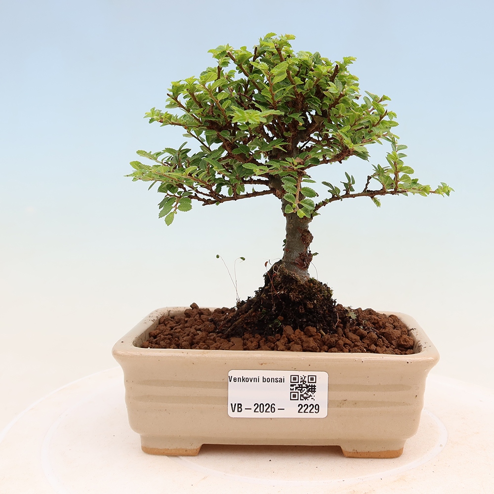 Venkovní bonsai - Ulmus parvifolia Sagei - Malolistý jilm