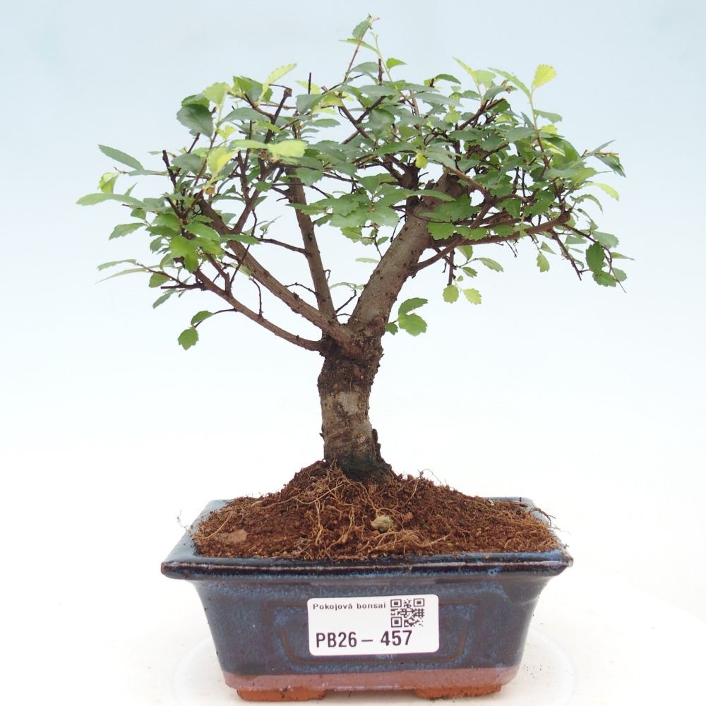Pokojová bonsai - Ulmus parvifolia - Malolistý jilm