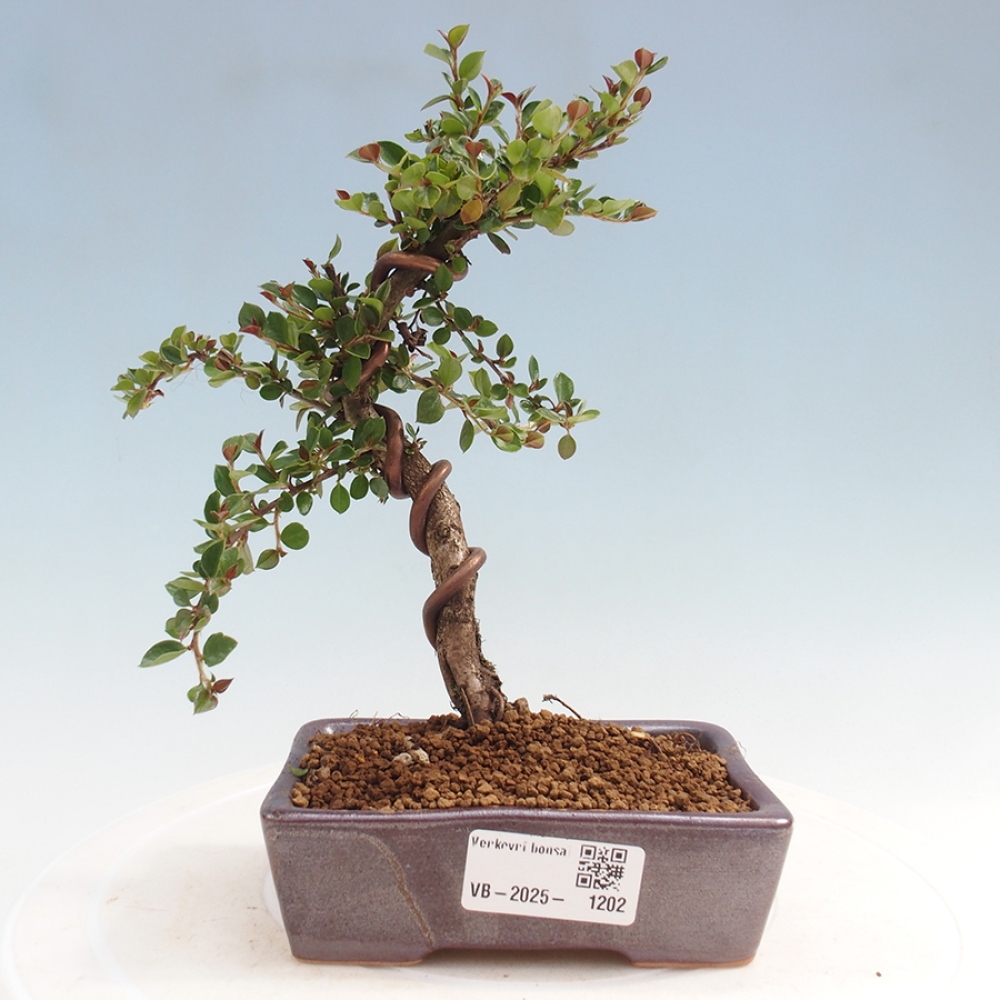 Venkovní bonsai-Cotoneaster horizontalis - Skalník
