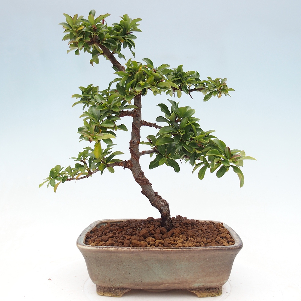 Venkovní bonsai-Pyracanta Teton -Hlohyně