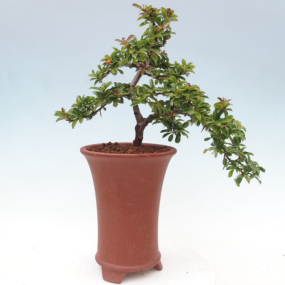 Venkovní bonsai-Pyracanta Teton -Hlohyně