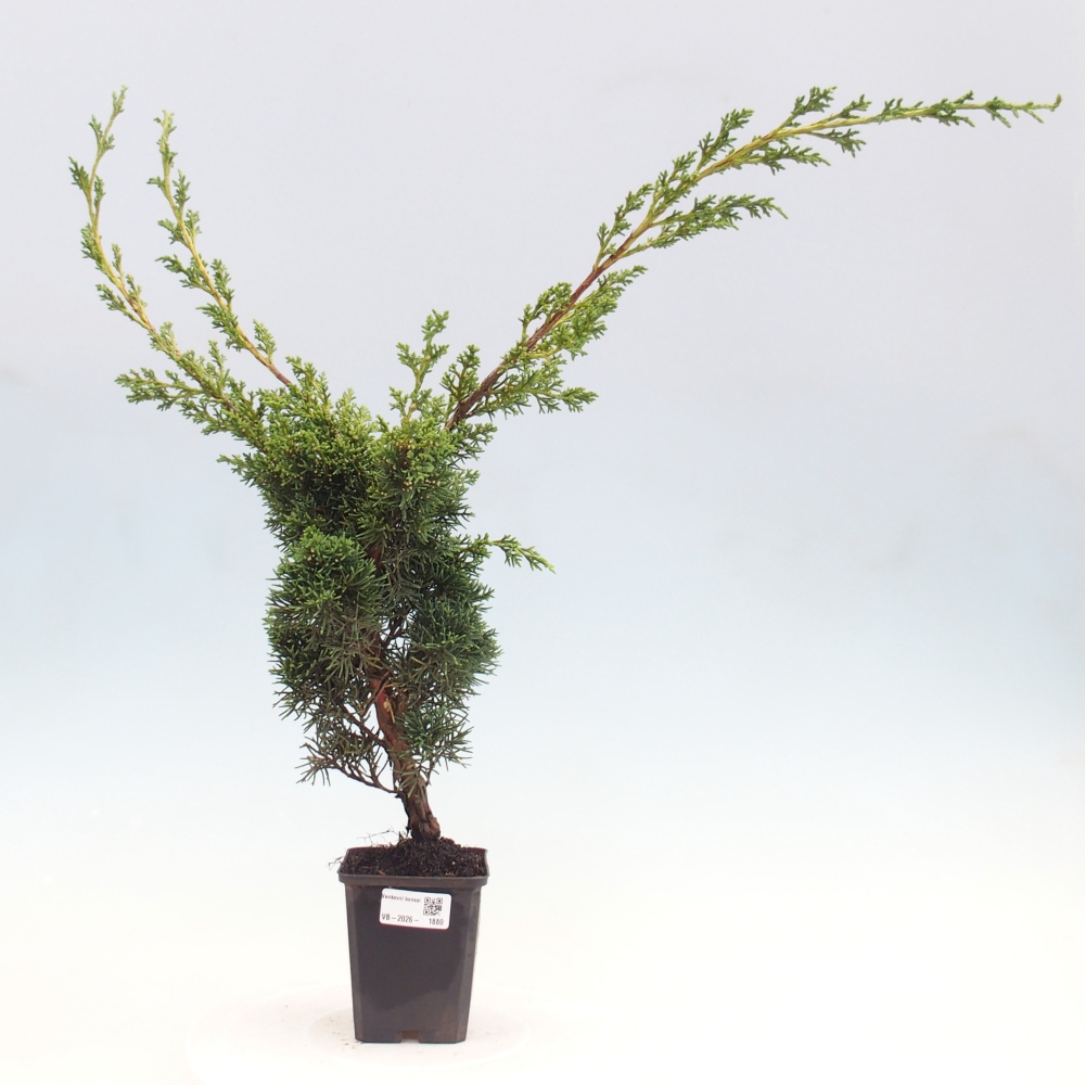Venkovní bonsai - Juniperus chinensis Kishu -Jalovec čínský