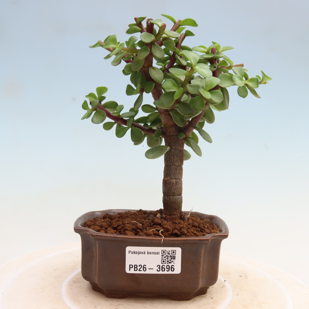 Pokojová bonsai - Portulakaria Afra - Tlustice