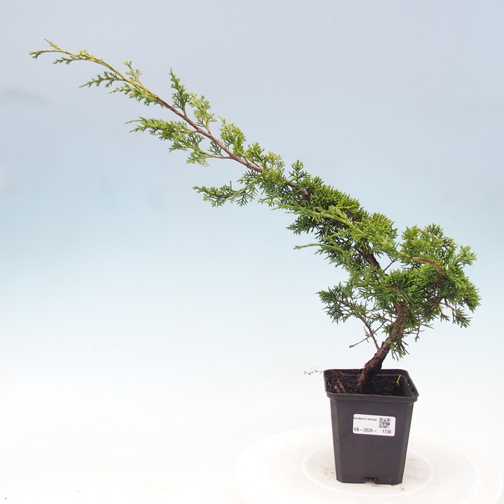 Venkovní bonsai - Juniperus chinensis Itoigawa -Jalovec čínský