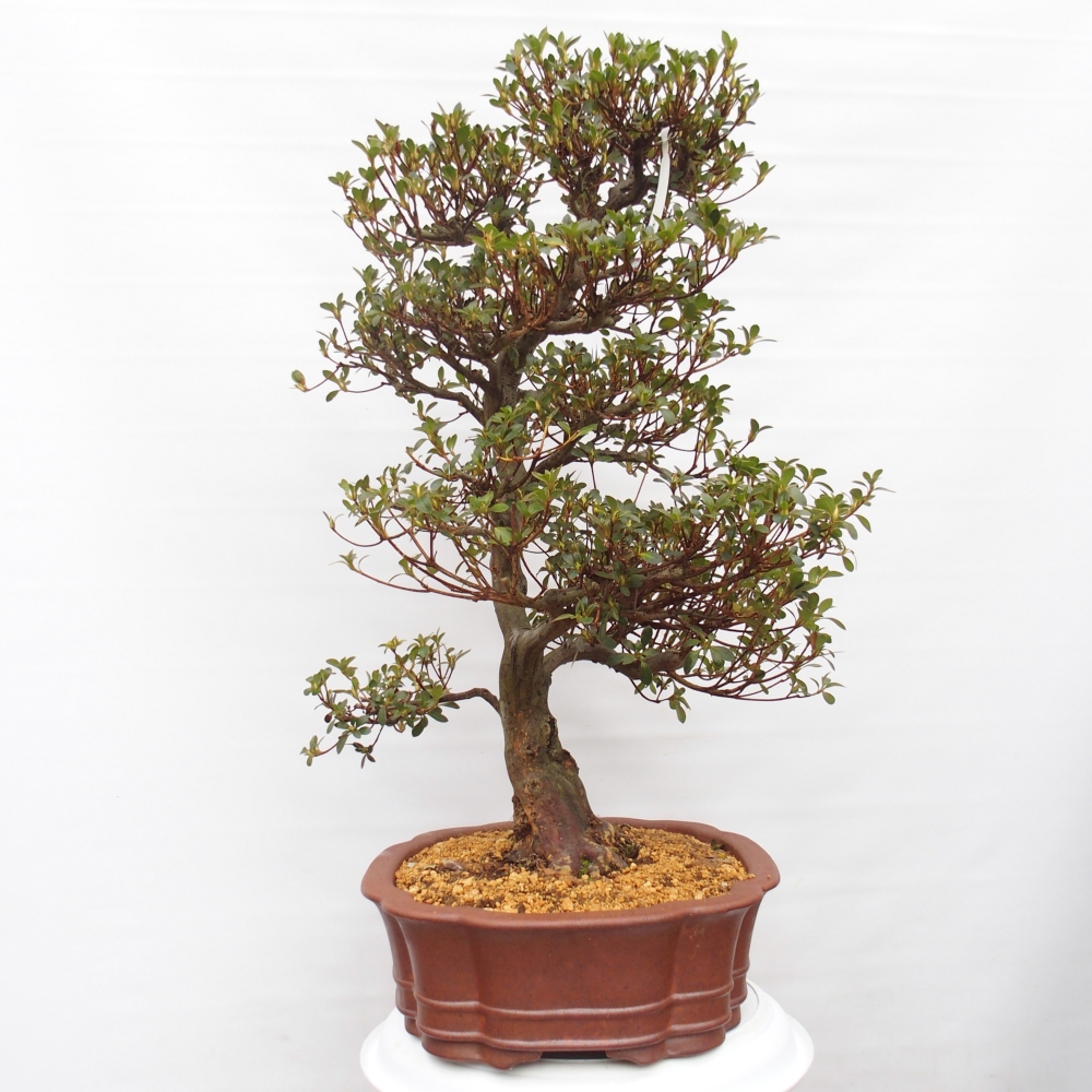 Venkovní bonsai - Japonská azalka - Azalea Sansei