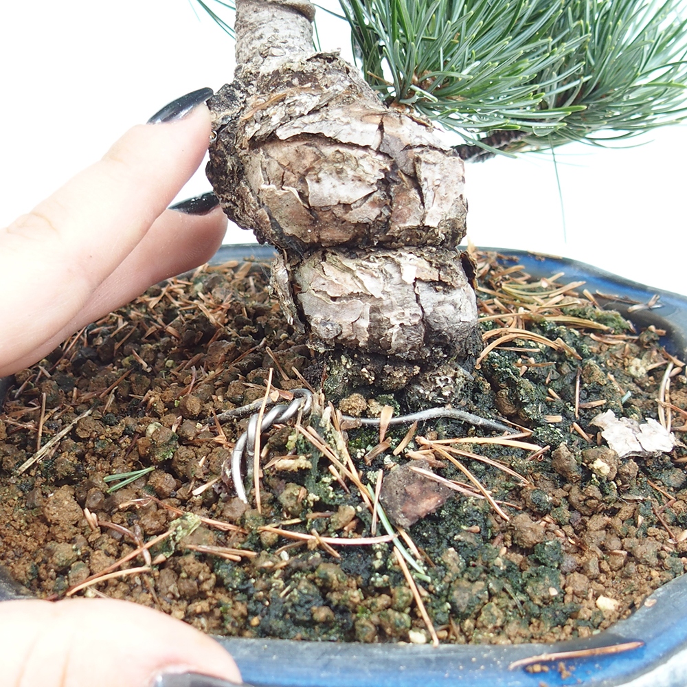 Venkovní bonsai - Pinus parviflora - Borovice drobnokvětá