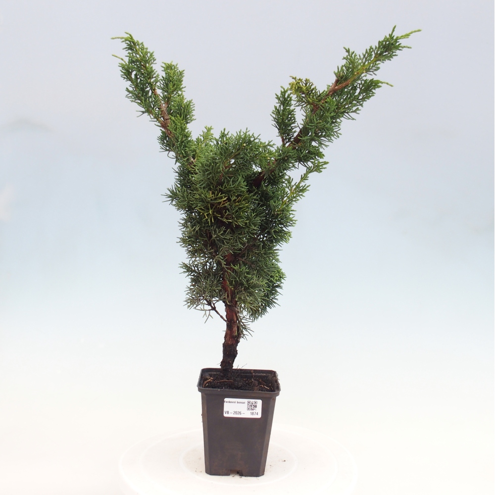 Venkovní bonsai - Juniperus chinensis Kishu -Jalovec čínský
