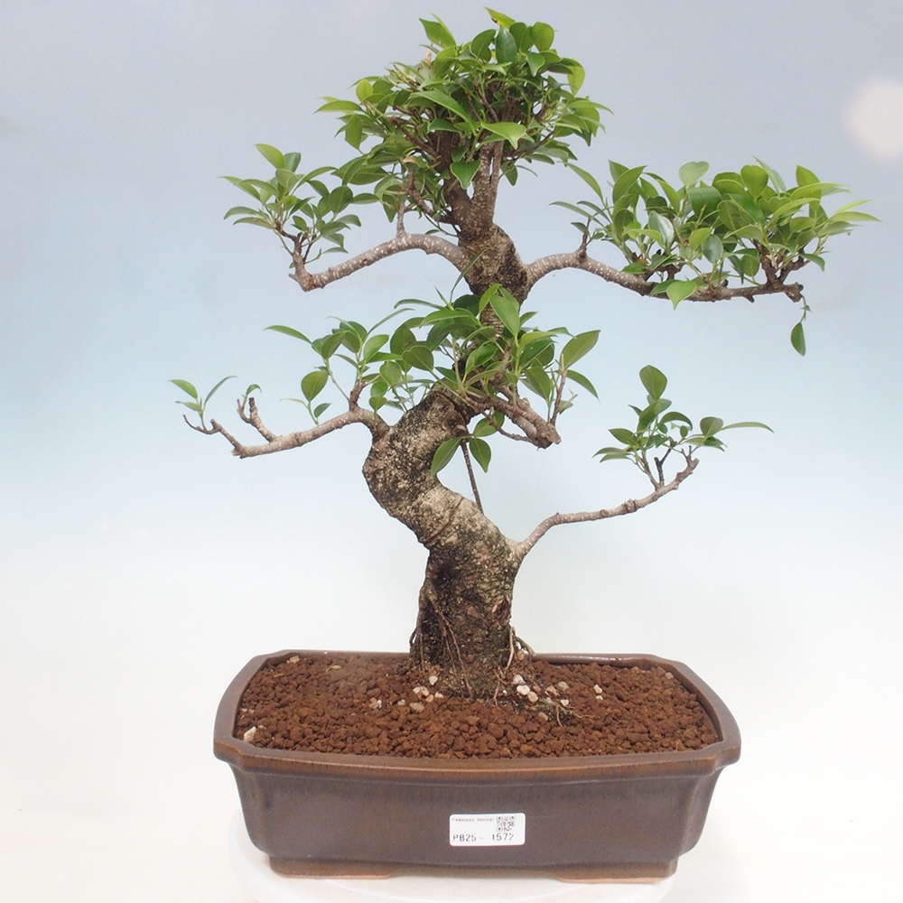 Pokojová bonsai - Ficus kimmen -  malolistý fíkus